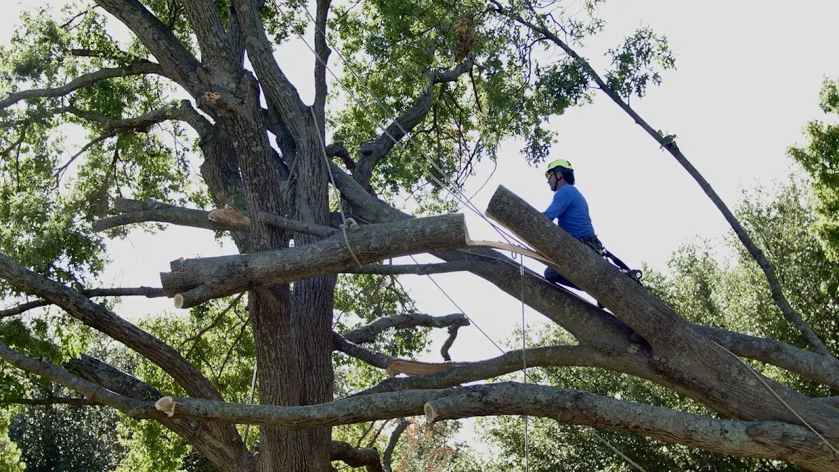 Professional Hazardous Tree Removal performed by certified arborists in Swisshome