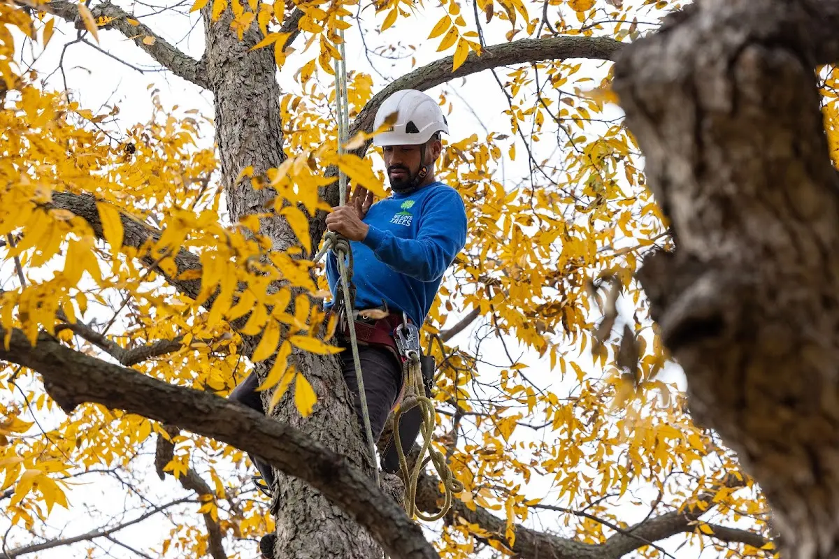 Skilled Tree Planing crew working in Swisshome